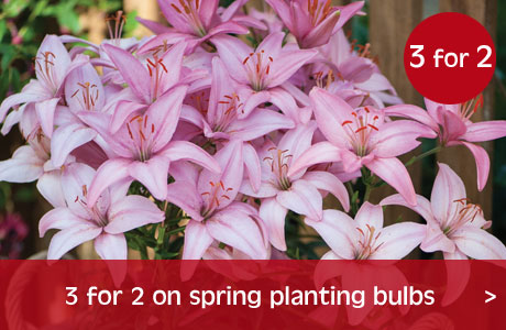 3 for 2 on spring planting bulbs